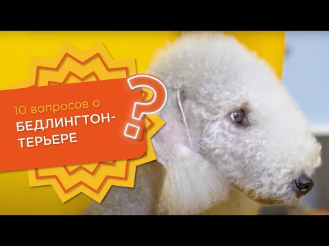 Видео: 10 вопросов о БЕДЛИНГТОН-ТЕРЬЕРЕ