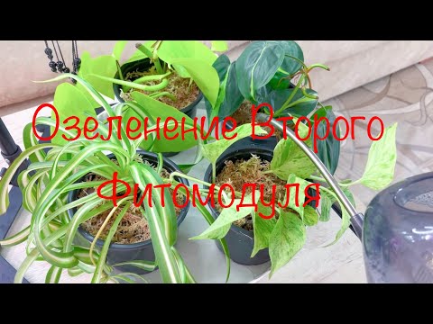 Видео: Озеленение Второго Фитомодуля