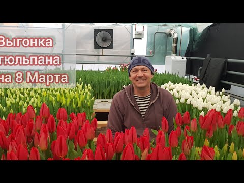 Видео: Выгонка тюльпана на 8 Марта 31-й день