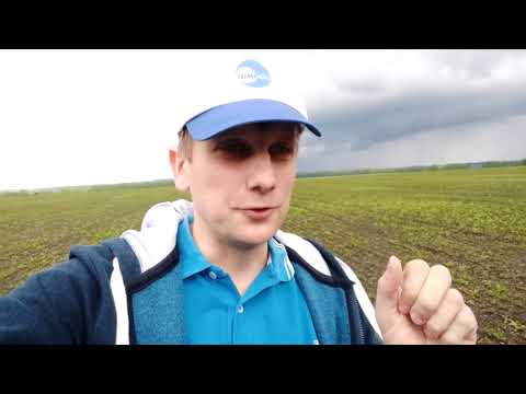 Видео: Пледж на сое