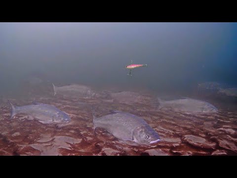 Видео: ИХ ТЫСЯЧИ НА ДНЕ! Рыба собралась в ОГРОМНЫЕ СТАИ! Рыбалка с подводной камерой на НИЖНЕЙ ВОЛГЕ