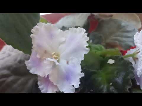 Видео: 1 НОЯБРЬ  ТОШКЕНТ  ГУЛЛАРИМНИ УЙГА ОЛИБ КИРДИМ🌹🥀🌺🪷🌻🌼🌷🪻⚘️🌱🪴🌲☘️🍀🍁🌻💐