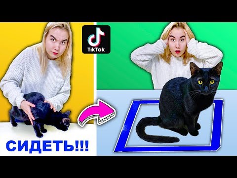 Видео: ПРОВЕРИЛИ ЛАЙФХАКИ ПРО КОТИКОВ ИЗ ТИК ТОКА **У НАС НЕПРАВИЛЬНЫЙ КОТ?**