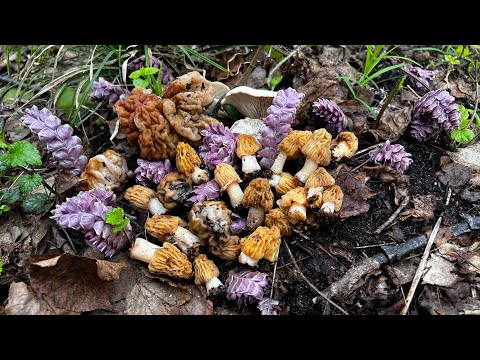 Видео: Грибные новости 24 апреля ! Грибы 2024 !