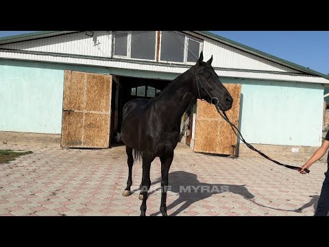 Видео: "Айгырлар" беру́усу.19-чыгарылыш