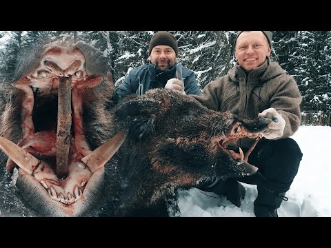 Видео: ОГРОМНЫЙ СЕКАЧ дерется с собаками. ОХОТА НА КАБАНА в зимнем лесу