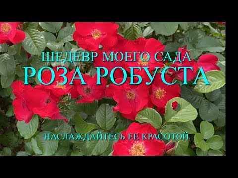 Видео: Розы. Шедевр моего сада - роза Робуста. Посмотрите как она хороша. Описание этого сорта.🌹🌹🌹