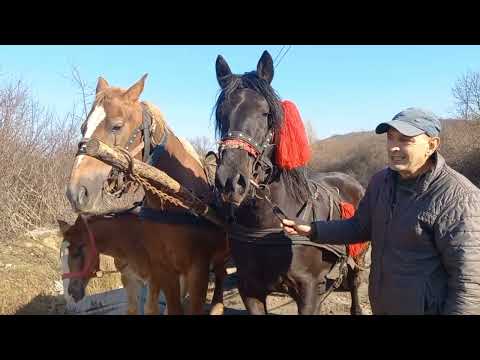 Видео: Коні на продажу 🔥💪💣Проба коней 💯⛓️🐴☎️ Коні ваговози...🐎👍❤️‍🔥❤️‍🔥❤️‍🔥