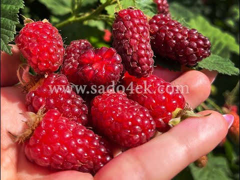 Видео: Ожиномалина. Найкращі сорти: Тайбері, Логанбері Торнлес, Глен Ко та ін..Ежемалина. Лучшие сорта.