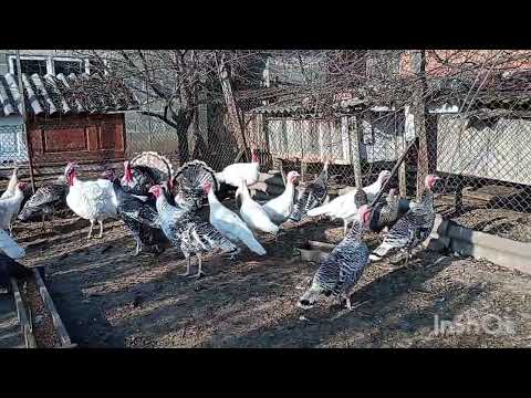 Видео: Думаю, що треба перегнати птицю до стайні# вчора висадили часник і цибулю.