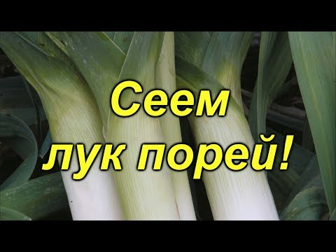 Видео: Лук порей- обязательно попробуйте вырастить это чудо!!!