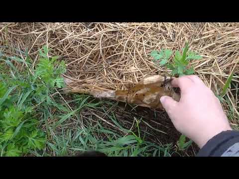 Видео: 25. Грядка чеснока без грамма земли! Метод работает!