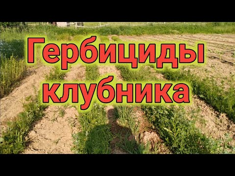 Видео: Гербициды. Клубника. Часть 2. Belklubnika.by