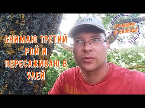 Видео: Третий рой пчел пересаживаю в улей