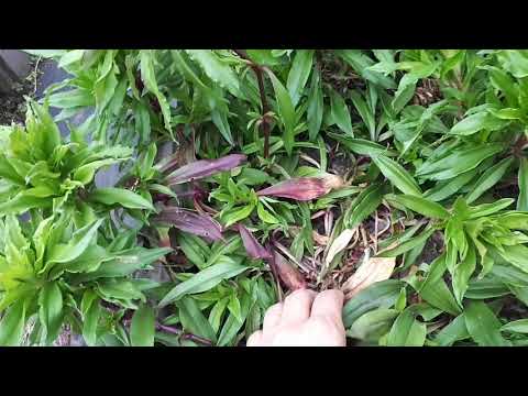 Видео: Гвоздика турецкая осенью.