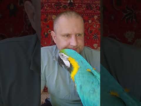 Видео: Приручение  большого попугая.