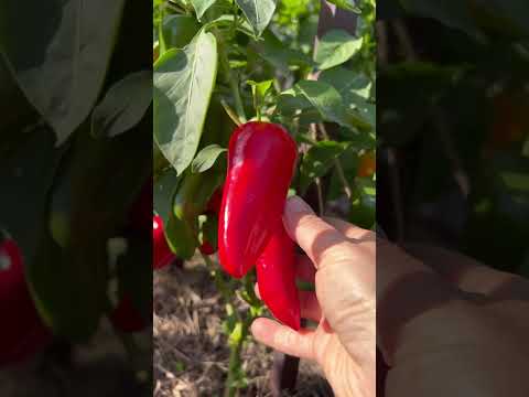 Видео: 🌶 Миниатюрный сладкий перчик для заготовок! КЕША и НИККИ от Агрофирмы Партнер! #SemenaPartnerShorts