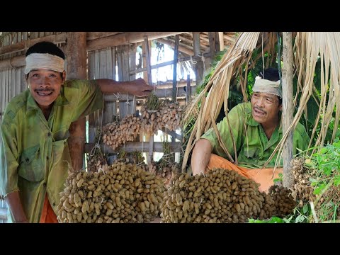 Видео: Немой дедушка страдает от ужасных головных болей, но при этом спокойно наслаждается сбором арахиса