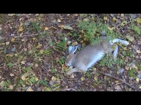 Видео: Охота на зайца 01.10.2025. Долгий подъем - быстрая развязка. Быстрый подъем - быстрая развязка.