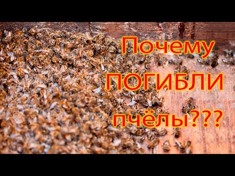 Видео: Первый осмотр семей после зимы. Почему погибли пчёлы??