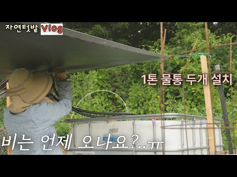 Видео: [Июнь-1] Обильный июньский урожай каждый день / Natural Garden Vlog