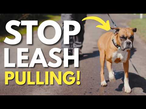 Видео: Как я отучил эту собаку тянуть