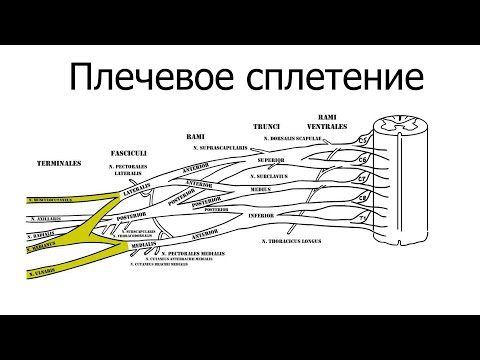 Видео: Плечевое сплетение: длинные ветви, короткие, клинические аспекты.
