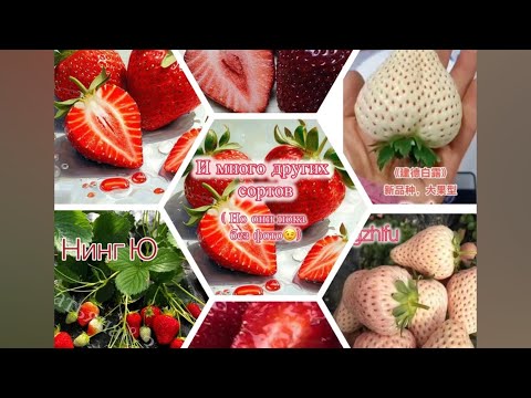 Видео: ‼️Это просто фантастика‼️ На осень китайцы и японцы будут‼️‼️‼️ Новые сорта💣💥👍🤪‼️‼️‼️