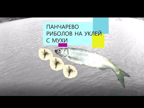 Видео: ПАНЧАРЕВО  риболов на уклей с мухи(булдо)