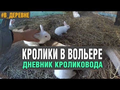 Видео: КРОЛИКИ В ВОЛЬЕРЕ\ОШИБКИ СТРОИТЕЛЬСТВА/ДЕРЕВЕНСКИЙ ВЛОГ