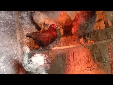 Видео: Қанша тауық ұстаған дұрыс?Тауық қорадағы өзгерістер.