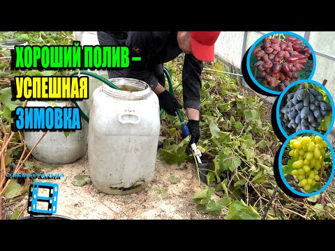 Видео: УВЕЛИЧЬТЕ ВЫЖИВАНИЕ ВАШЕГО ВИНОГРАДНИКА ЗИМОЙ С ПОМОЩЬЮ ЭТОГО ПОЛИВА. СЕВЕРНЫЙ ВИНОГРАДНИК 25-37