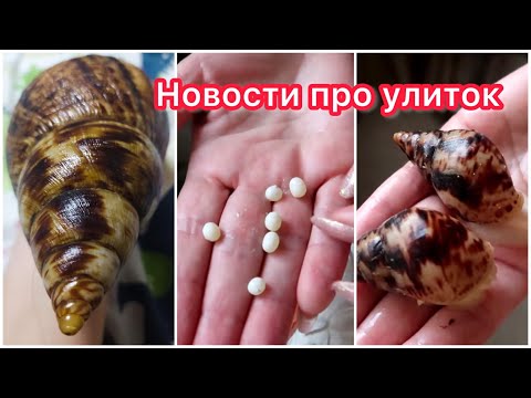 Видео: ГИГАНТСКИЕ РЕТИКИ ЕЩЁ НЕ ПЕРЕВЕЛИСЬ! НОВЫЕ ГЕНЫ У УЛИТОК👍