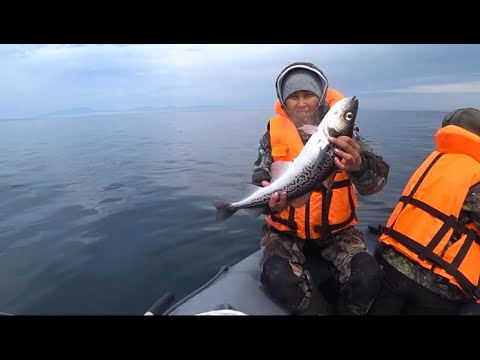 Видео: Трое в лодке и куча минтая