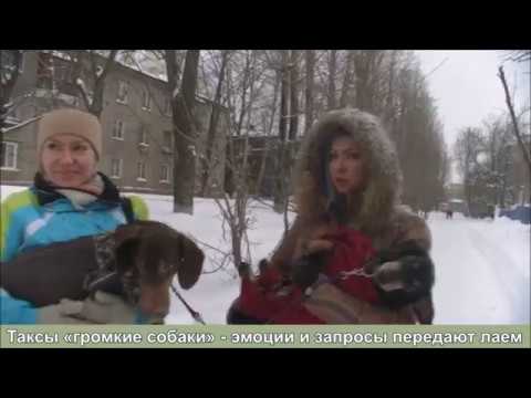 Видео: ВСЕ ПОРОДЫ ХОРОШИ?! ВЫПУСК 1. ТАКСА