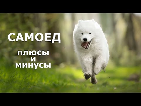 Видео: САМОЕД. Плюсы и минусы породы самоедская лайка SAMOED