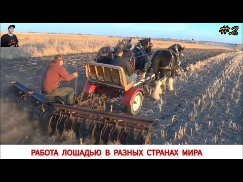 Видео: ЭТО ВАМ НЕ МОТОБЛОК РАБОТА ЛОШАДЬМИ В РАЗНЫХ СТРАНАХ МИРА/ UNIQUE HORSES,WORK IN DIFFERENT COUNTRIES