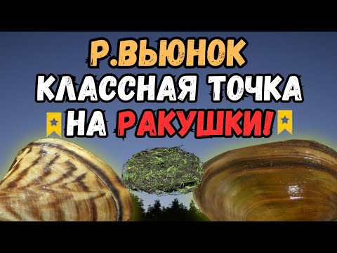 Видео: РАЗДАЧА РАКУШЕК НА ВЬЮНКЕ?/ р.Вьюнок ● Русская Рыбалка 4 | РР4