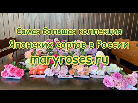 Видео: Коллекция Японских Роз в одном обзоре, питомник maryroses.ru