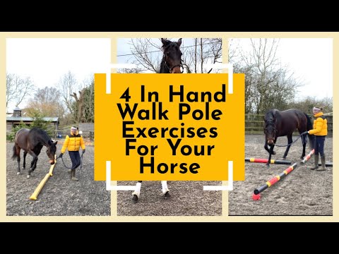 Видео: Отличные упражнения с жердью в руках для вашей лошади | Конный спорт