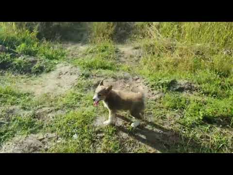 Видео: Мелкая первый раз в лесу