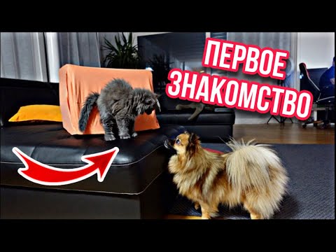 Видео: ВЛОГ / КУПИЛИ КОТЁНКА МЕЙН КУН / 😱 РЕАКЦИЯ СОБАКИ НА КОШКУ