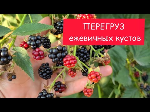 Видео: Перегруз ежевичных кустов и качество ягоды