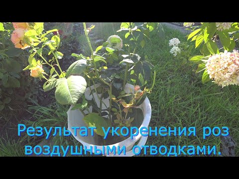 Видео: Результат укоренения роз воздушными отводками.