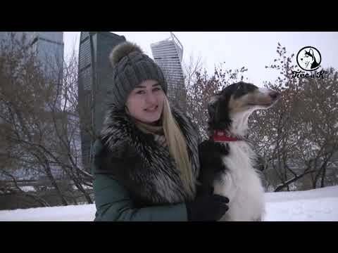 Видео: Такая порода  Русская псовая борзая