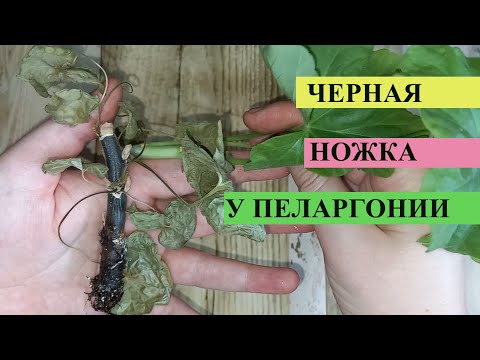 Видео: ЧЕРНАЯ НОЖКА У ГЕРАНИ или Пеларгонии, 2 эффективных средства от черной ножки