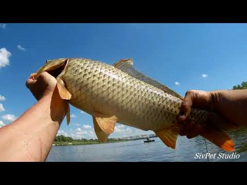 Видео: Рыбалка на реке Дон . Первые Сазаны 12 июня . Открытие сезона .
