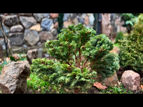 Видео: НИВАКИ ЗА ЧАС! СТРИЖКА ЕЛИ ОБЫКНОВЕННОЙ “MAXWELLII”! ВОПРОС-ОТВЕТ! #niwaki