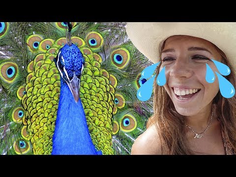 Видео: ШРИ-ЛАНКА НА СКУТЕРАХ #6