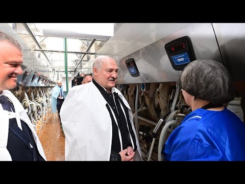 Видео: 🔥🔥🔥Лукашенко: "У меня был случай - корова за день давала 45 литров молока - 4 с половиной ведра!!!"